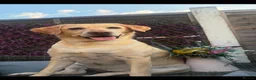 Labrador Retriever dogs for sale: Labrador female for rehomeimg in Walsall - Advert 3