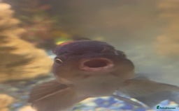 Fancy Goldfish fish for sale: 3x  Orandas / 1x chocolate  - Image 4