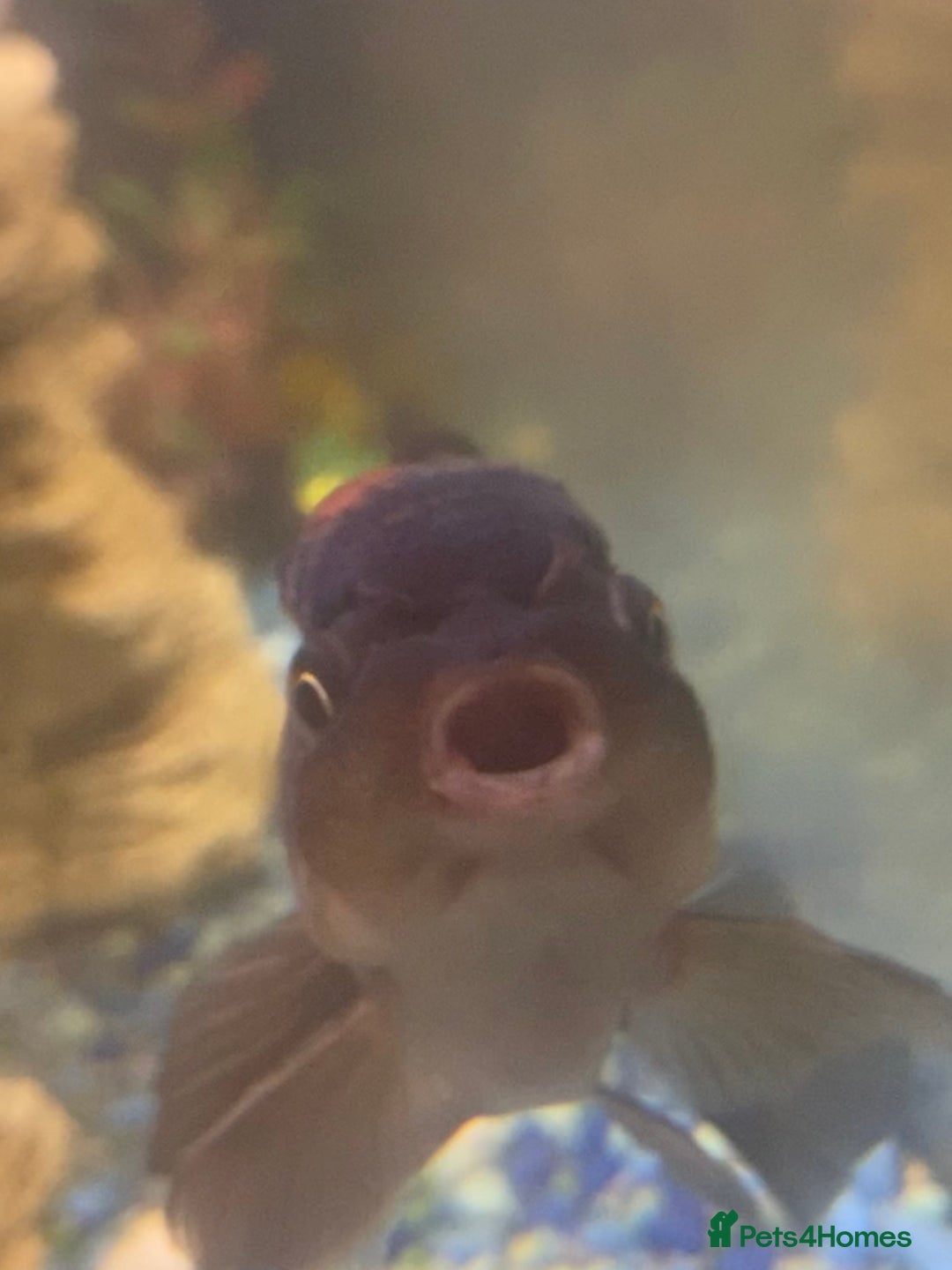 Fancy Goldfish fish for sale: 3x  Orandas / 1x chocolate  - Image 4