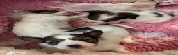 Papillon dogs for sale: Beautiful KC Registered Puppies - Only two left! - Advert 13