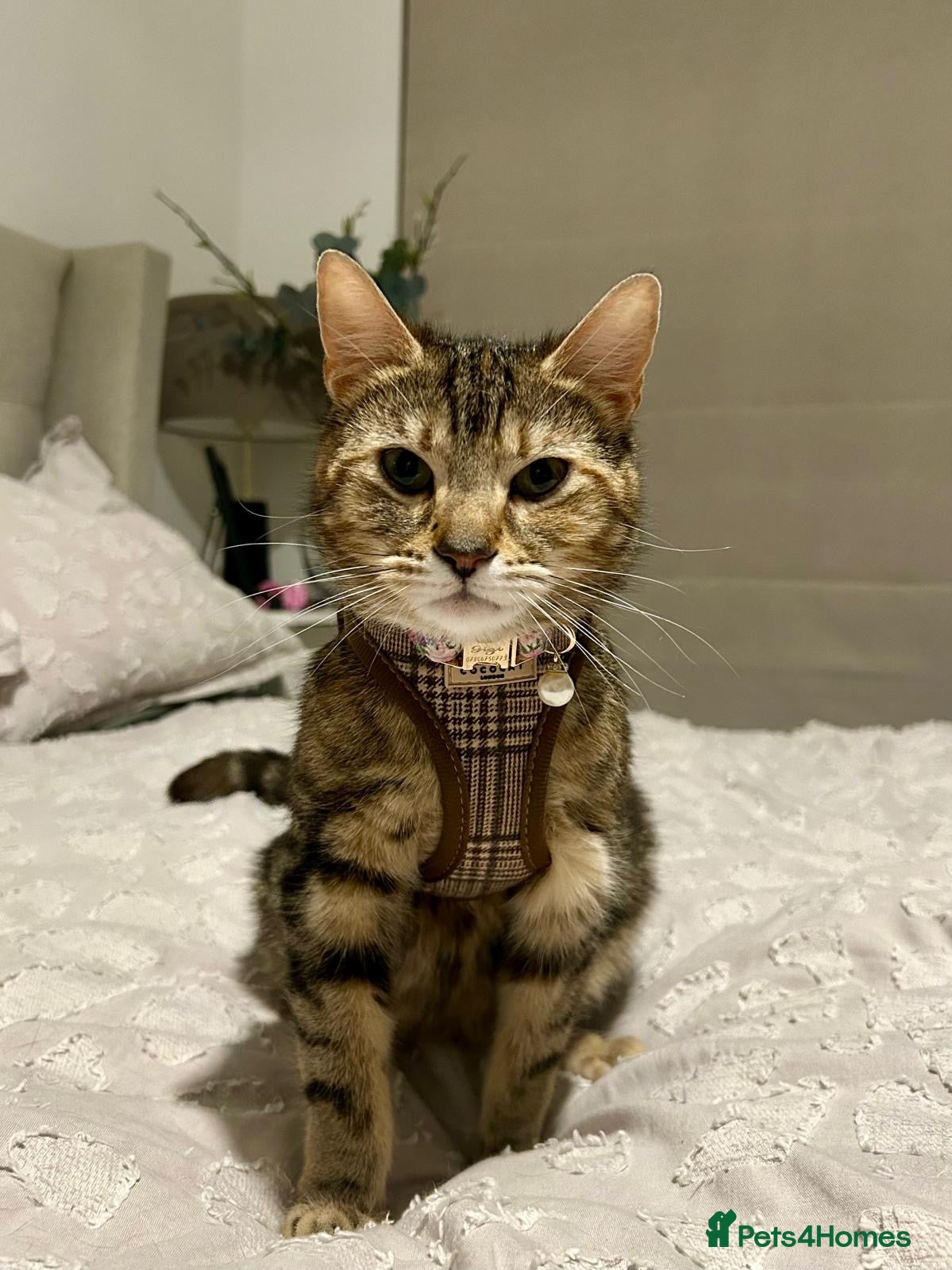 Mixed Breed cats mum for sale (rehome for mum)  - Advert 10