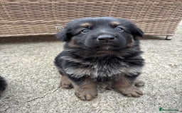 German Shepherd dogs for sale: Pure German Shepherd Puppies. - Image 2