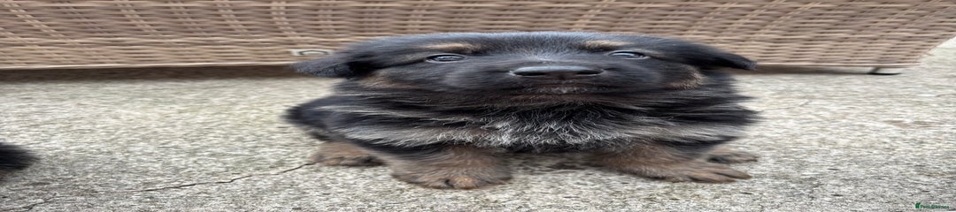 German Shepherd Puppy 2