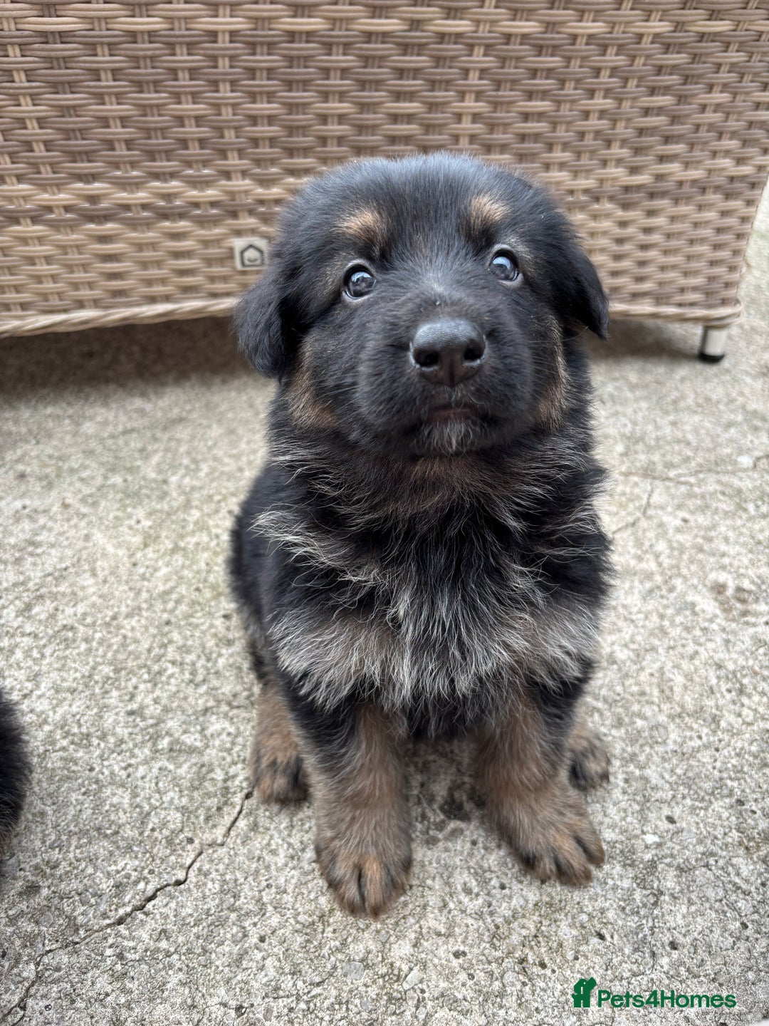 German Shepherd dogs for sale: Pure German Shepherd Puppies. - Image 2