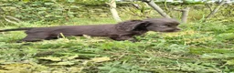 Cocker Spaniel dogs for sale: 2 cocker girls - Advert 14