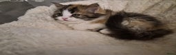 Persian cats for sale: Persian kittens 1 male and 1 female  - Advert 3