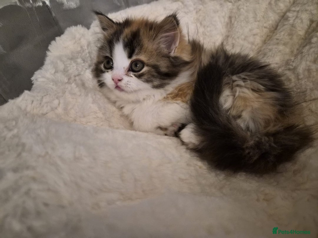 Persian cats for sale: Persian kittens 1 male and 1 female  - Advert 3