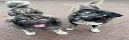 Mixed Breed dogs for sale: Live stock guardian/gard dogs in Scunthorpe - Advert 14
