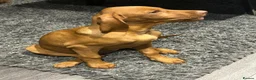 Hungarian Vizsla dogs for sale: KC Hungarian Vizsla puppies  - Advert 6