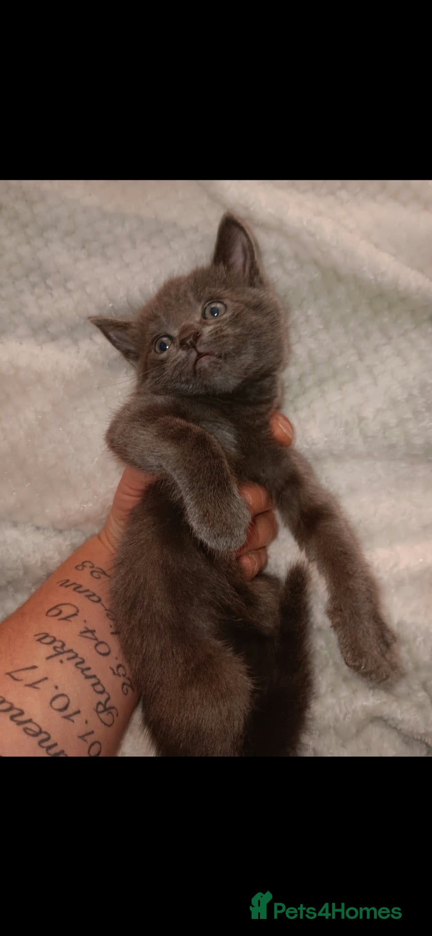 Mixed Breed cats 3 beautiful grey and black kittens  - Advert 1
