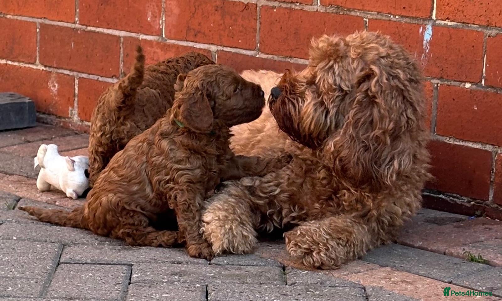 Cavapoo dogs Cavapoo Puppies Born to Steal Hearts - Advert 5