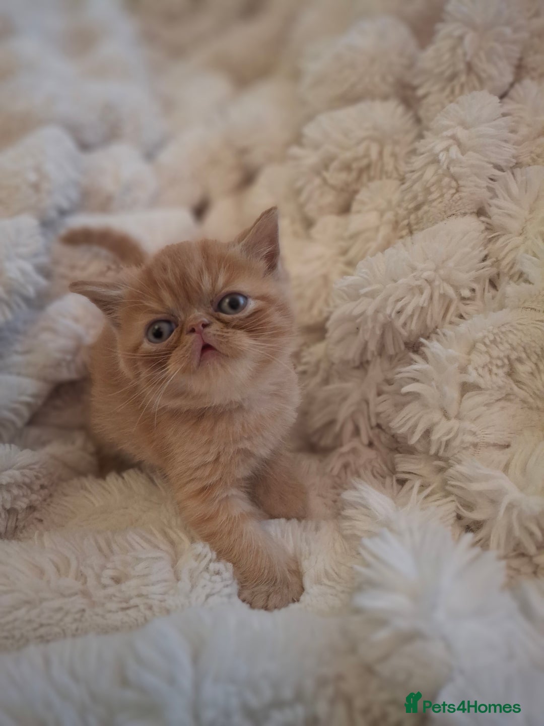 Exotic cats for sale: Beautiful Exotic kittens💫 - Image 3