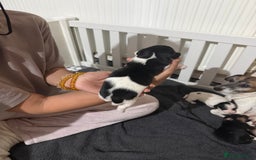 Jack Russell dogs for sale: 3 Jack Russell Puppies  - Image 4
