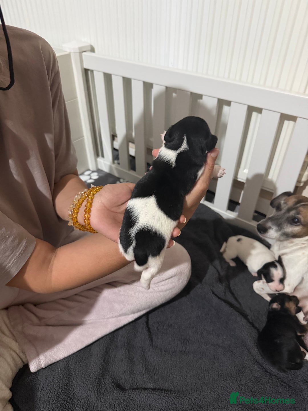 Jack Russell dogs for sale: 3 Jack Russell Puppies  - Image 4