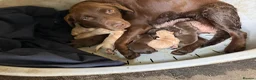 Labrador Retriever dogs for sale: Chocolate and yellow Labs in Newcastle Emlyn - Advert 1