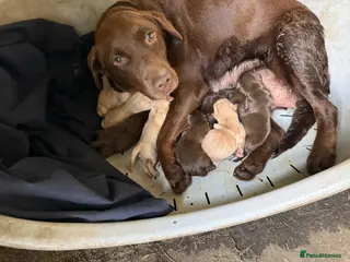 Labrador Retriever dogs Chocolate and yellow Labs - Advert 2