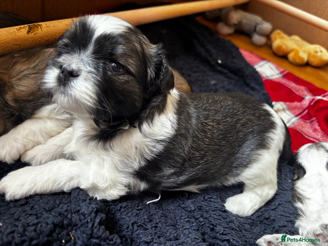 Lhasa Apso dogs for sale: 6 beautiful Lhasa Apso puppies - Image 3