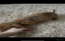 Dachshund dogs for sale: Gorgeous Dachshund Puppies  - Image 4
