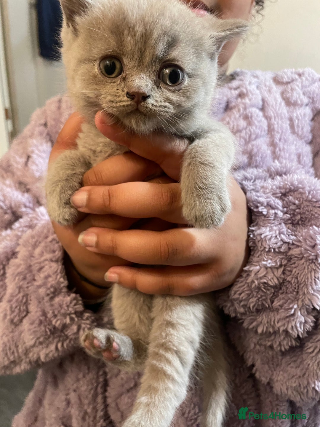British Shorthair cats for sale:  Pedigree British shorthair kitten - Advert 19
