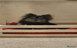 Pomchi dogs for sale: Pomchi female 2 years old  - Image 5