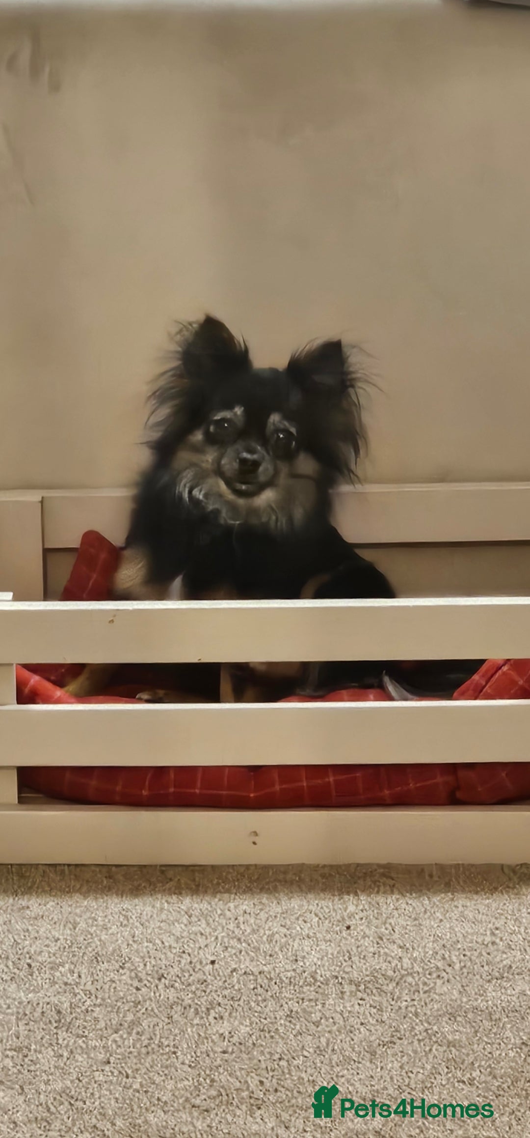 Pomchi dogs for sale: Pomchi female 2 years old  - Image 5
