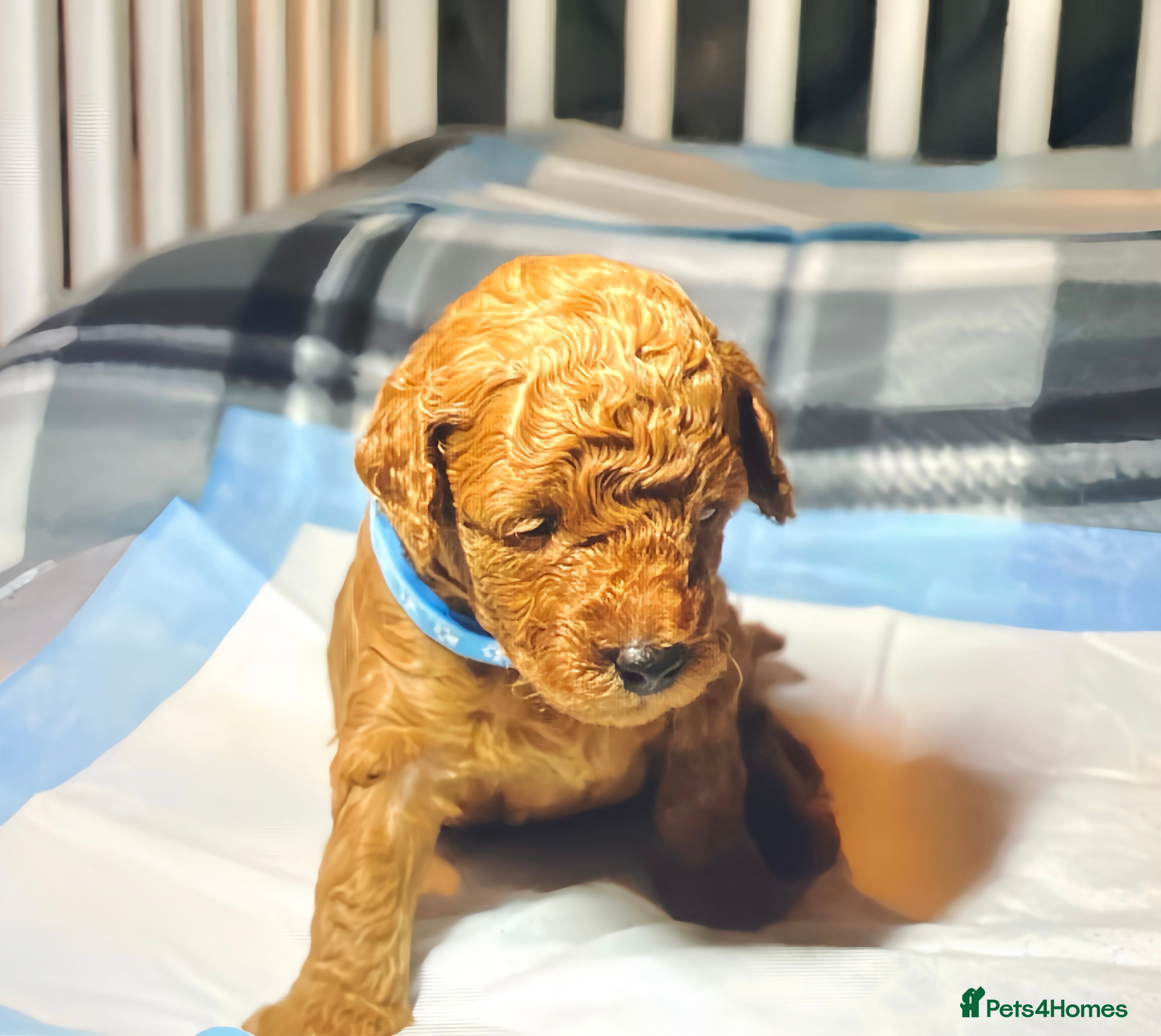 Toy Poodle dogs Pure red toy poodle FEMALE puppies for sale - Advert 17