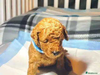 Toy Poodle dogs Pure red toy poodle FEMALE puppies for sale - Advert 17