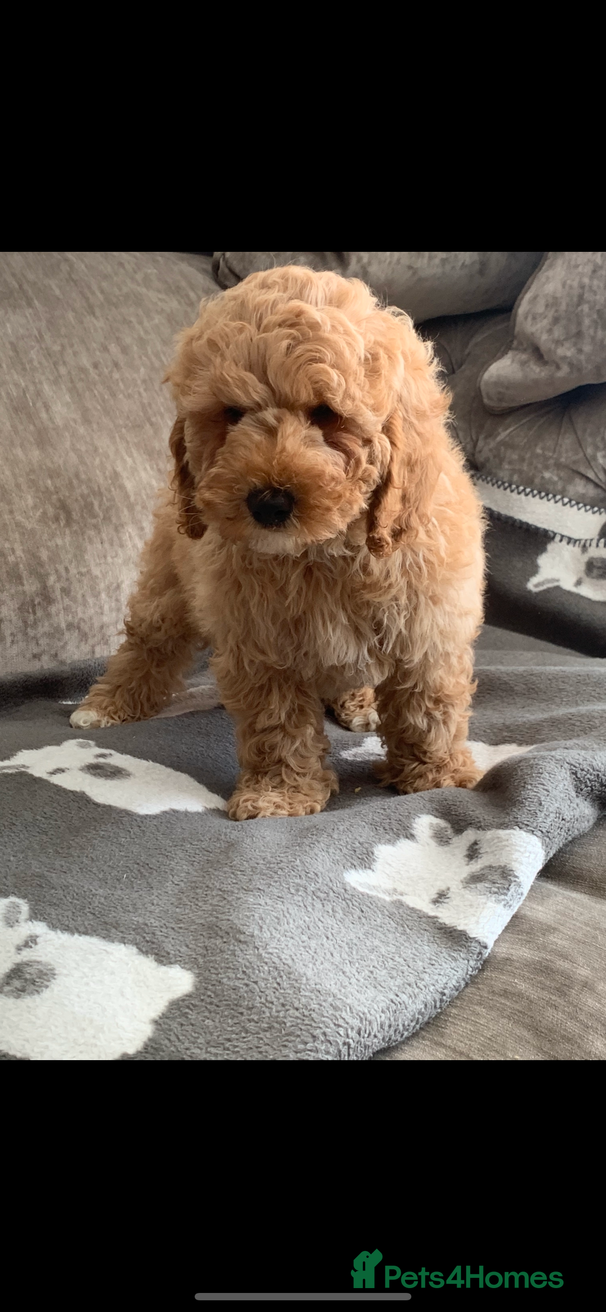 Labradoodle dogs Double Doddle puppies ( Health tested )  - Advert 9