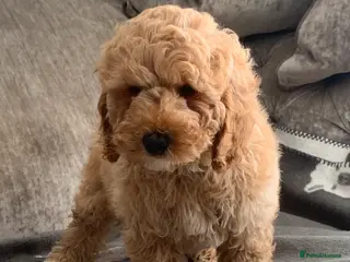 Labradoodle dogs Double Doddle puppies ( Health tested ) - Advert 4