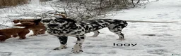 Dalmatian dogs for sale: Beautiful litter of Dalmatian puppies  - Advert 3