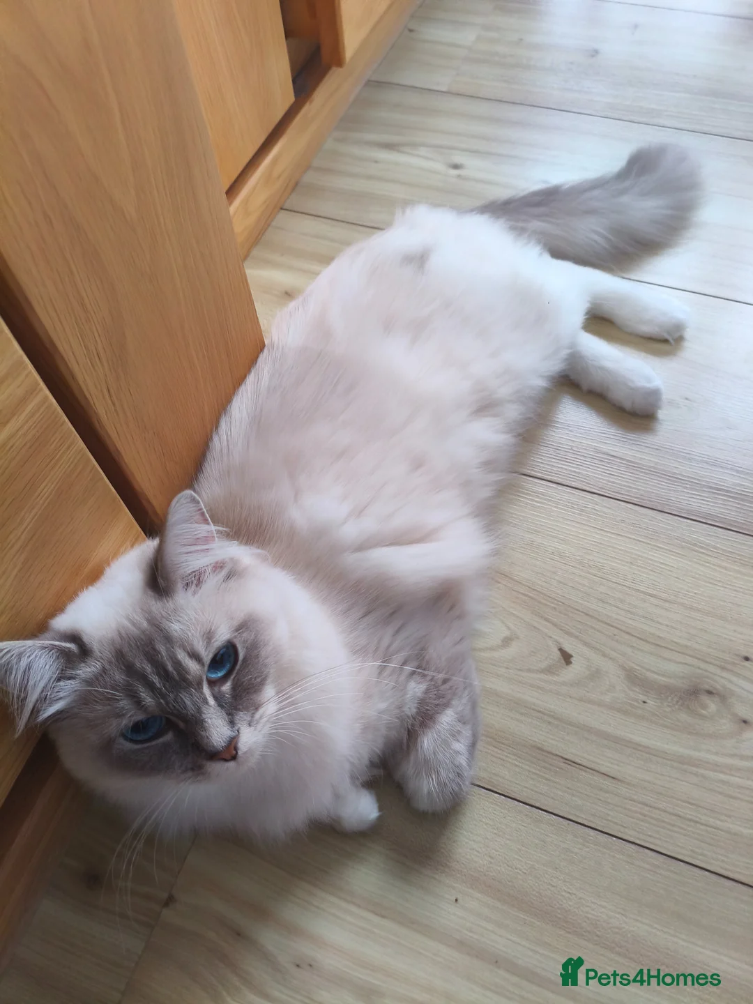 Ragdoll cats for sale: Ragdoll kitten's 11 week old males - Advert 2