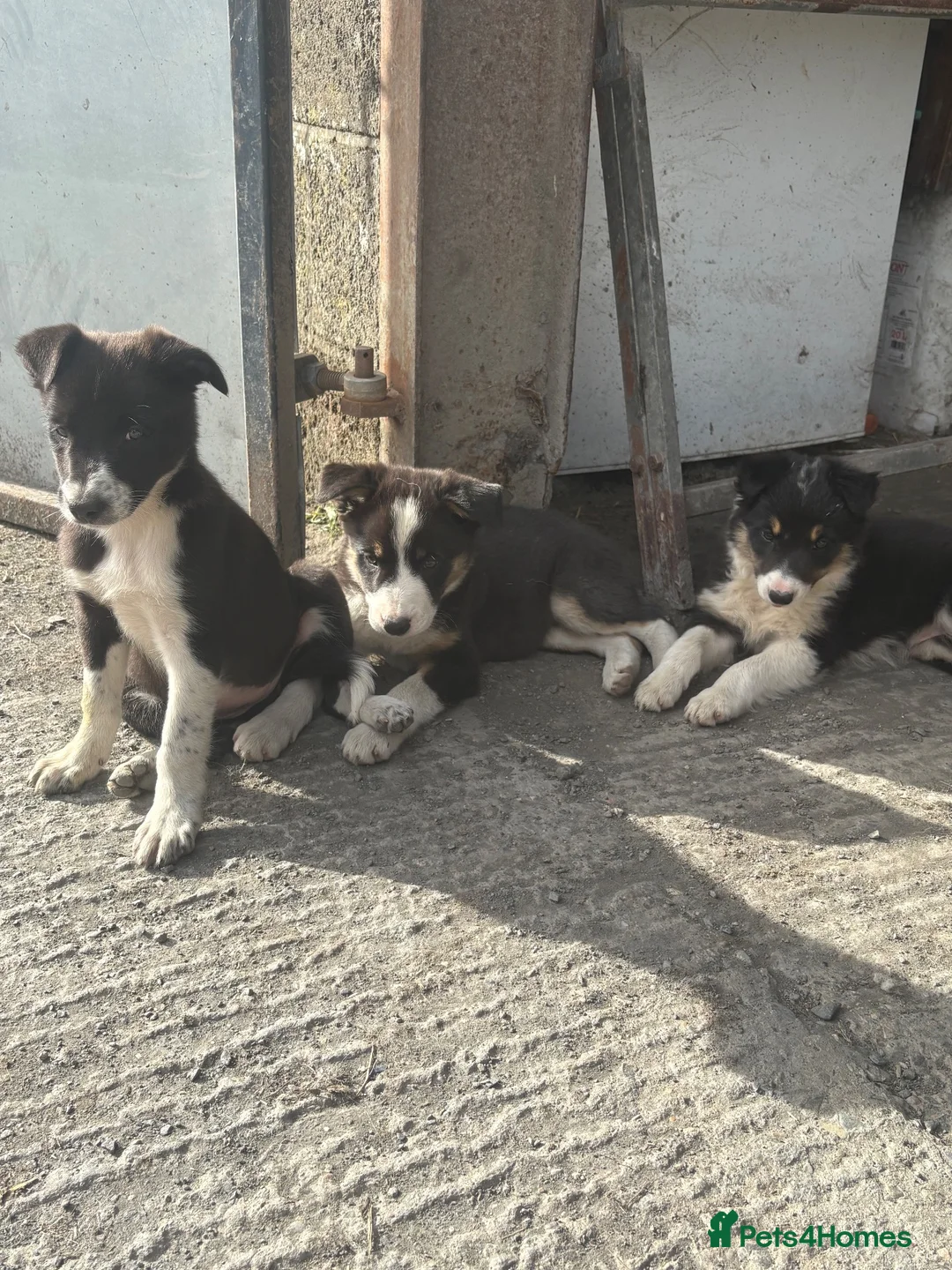 Border Collie dogs for sale: 3 female border collie puppies🐶 - Advert 1