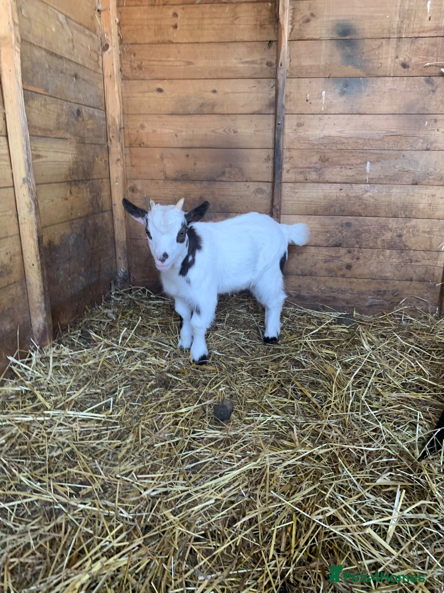 Goats livestock Stunning baby Pygmy goat  - Advert 9