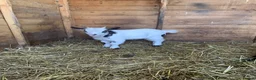 Goats livestock for sale: Pygmy goat - Advert 3