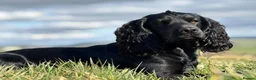 Cocker Spaniel dogs for sale: Top Quality KC  Working Cocker Spaniel puppies  in Cardiff - Advert 10