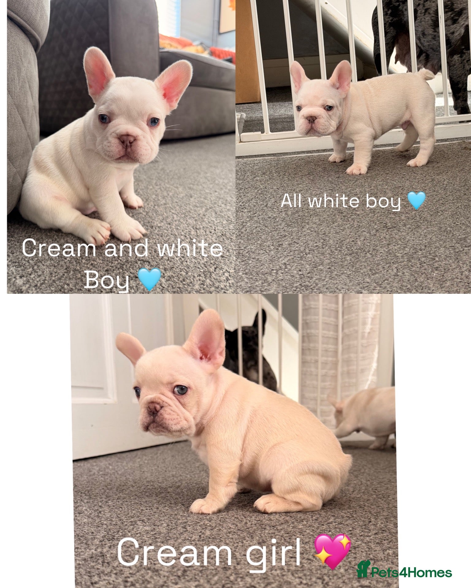French Bulldog dogs french bulldog puppies - Advert 11