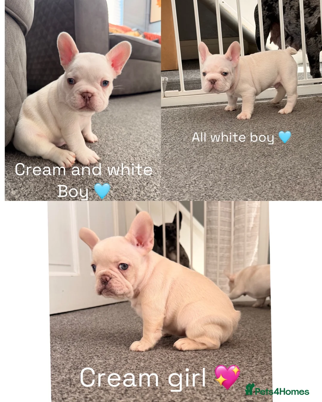 French Bulldog dogs for sale: french bulldogs ready next week  - Advert 1