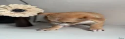 Chihuahua dogs for sale: 4 chihuahua males looking for their forever home - Advert 11