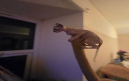 Sphynx cats for sale: Elf sphynx - Image 9