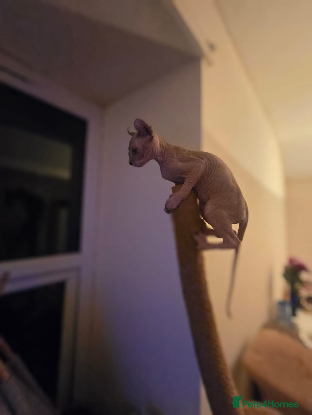 Sphynx cats for sale: Elf sphynx - Image 9