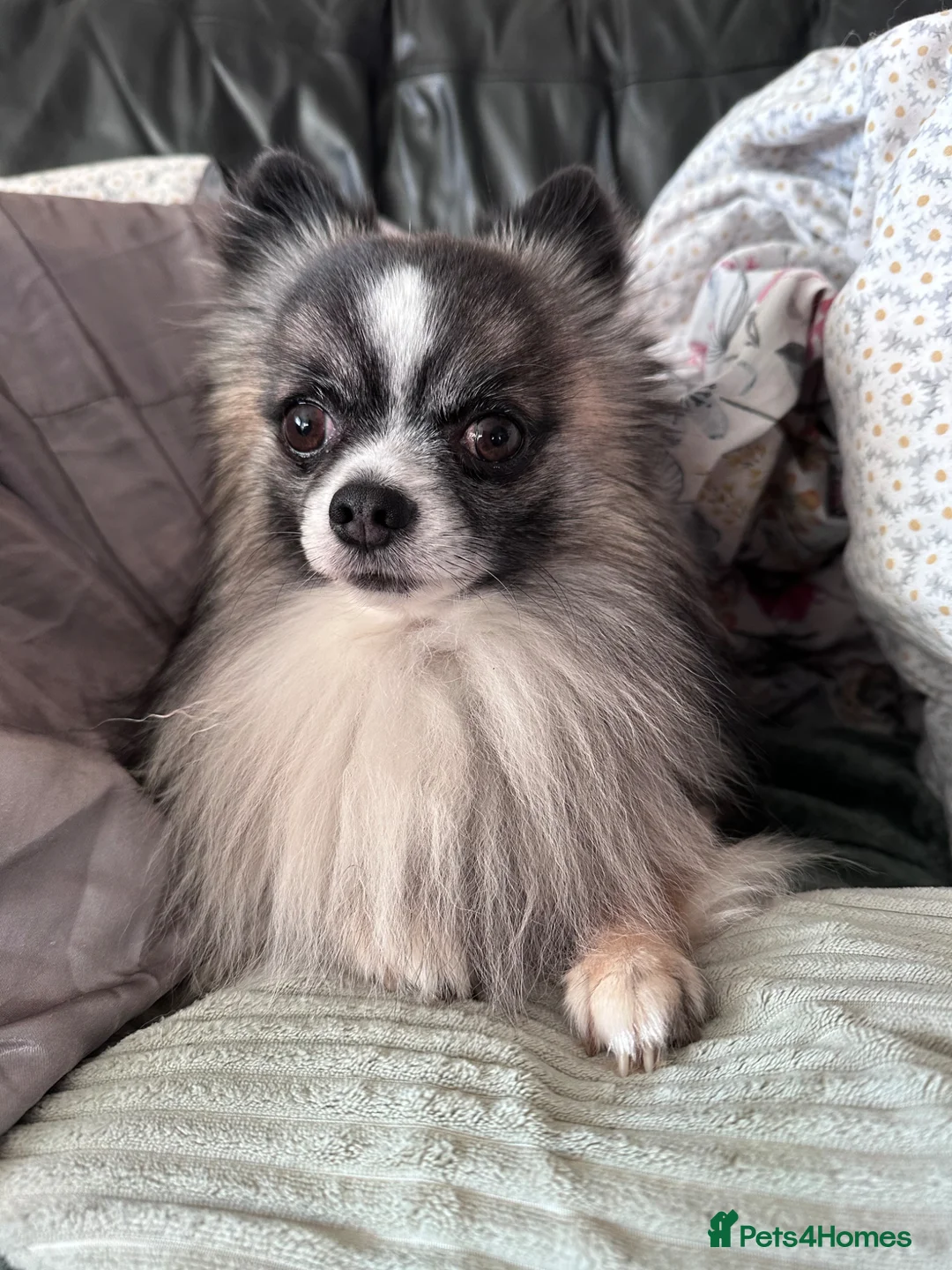 Chihuahua dogs for stud: Wolfsable long haired chihuahua for stud in Exeter - Advert 2
