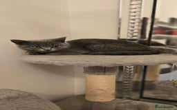 British Shorthair cats for sale: Beautiful Blue British Shorthair - Image 4