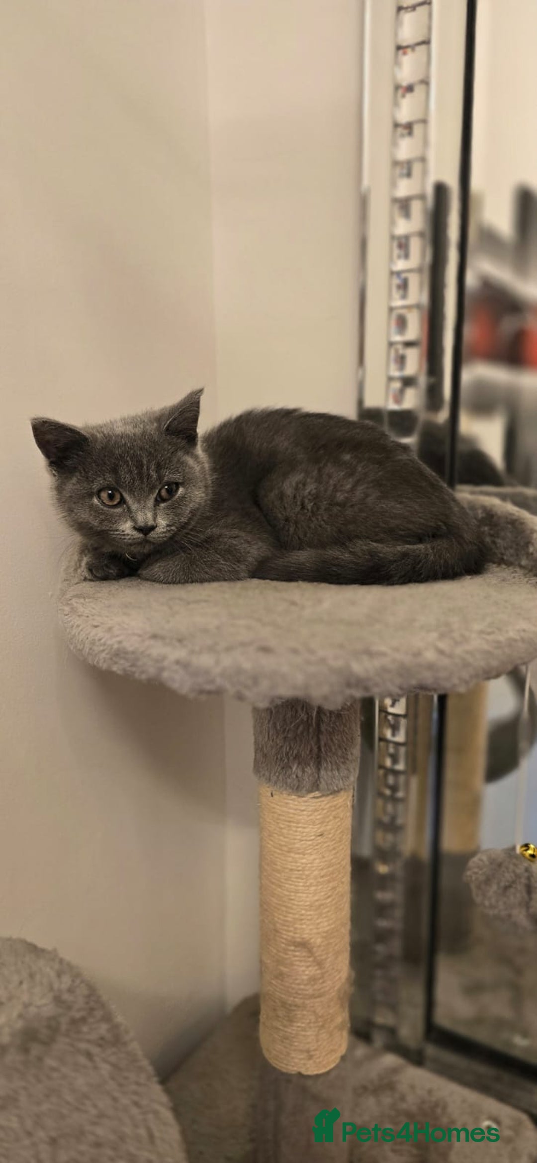 British Shorthair cats for sale: Beautiful Blue British Shorthair - Image 4