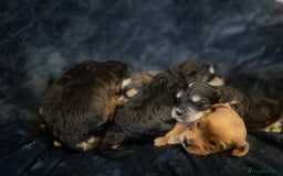 Mixed Breed dogs for sale: Stunning litter of Australian labradoodles  - Image 20