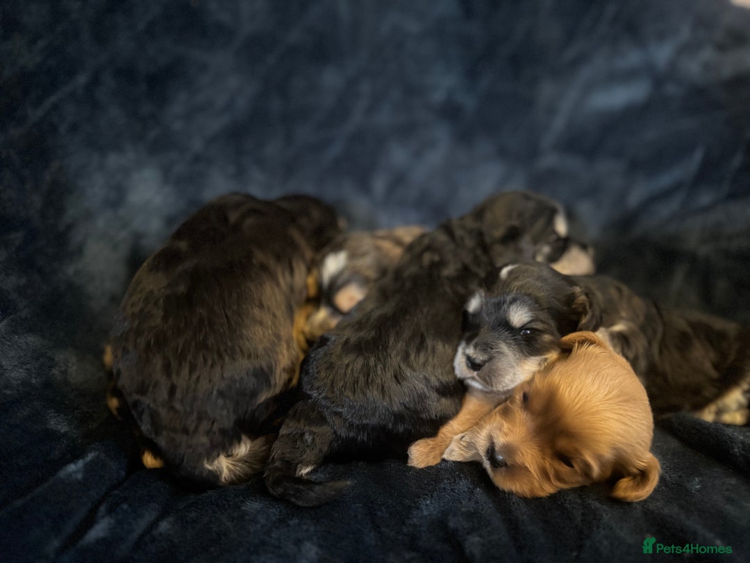 Mixed Breed dogs for sale: Stunning litter of Australian labradoodles  - Image 20