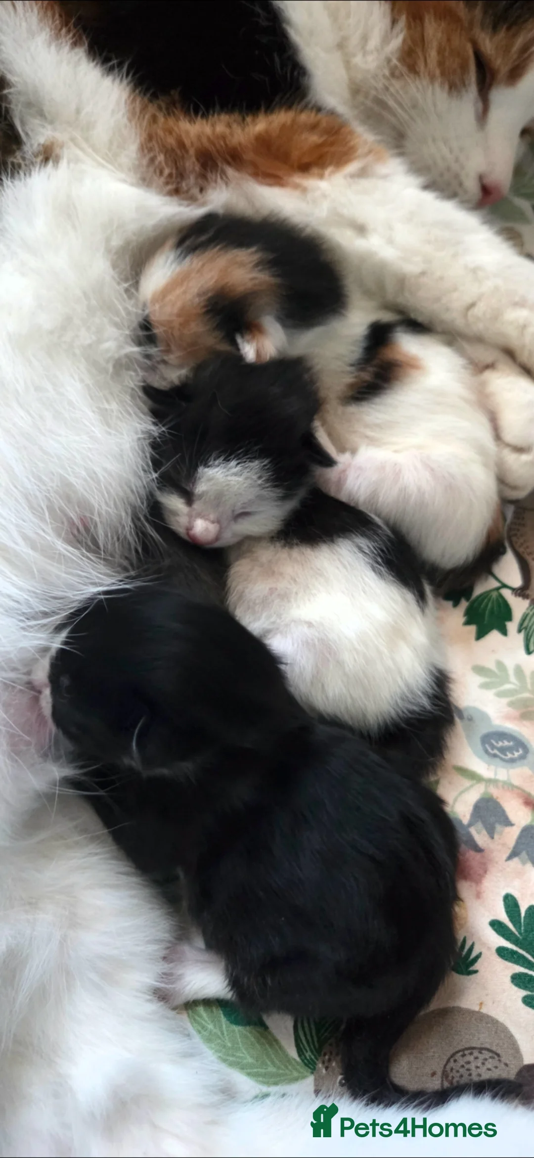 Mixed Breed cats for sale: Beautiful kittens looking for their forever home in Melksham - Advert 1