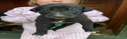 Lurcher dogs for sale: Lurcher Pups - 4 x boys - Advert 14