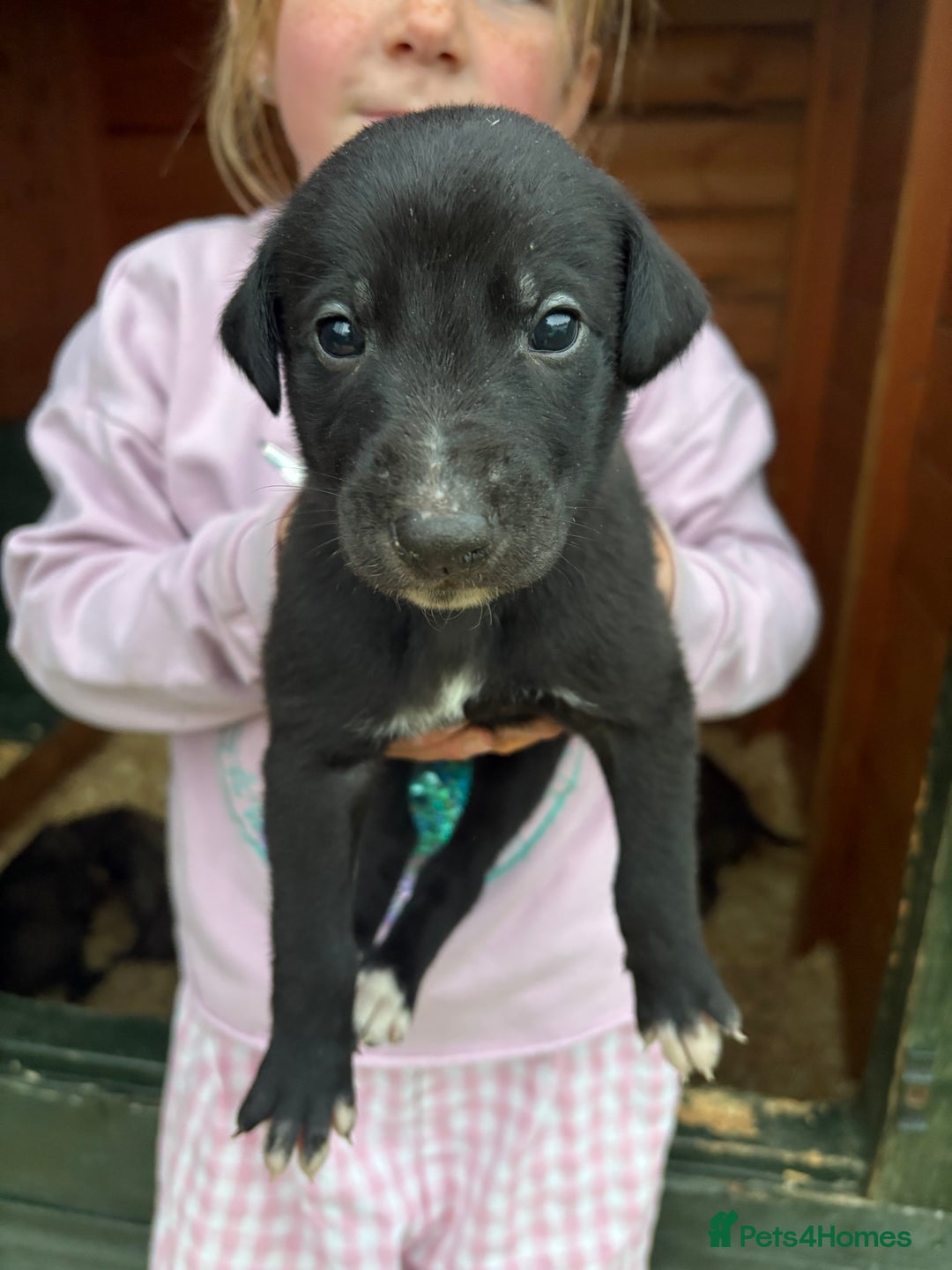 Lurcher dogs for sale: Lurcher Pups - 4 x boys - Advert 14