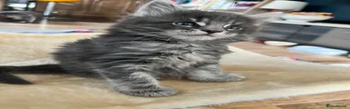 Maine Coon Kitten 1