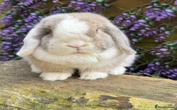 Mini Lop rabbits for sale: Mini lop  - Advert 1